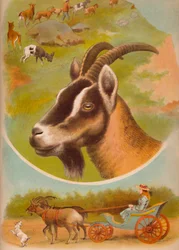 Die Ziege, ca. 1900