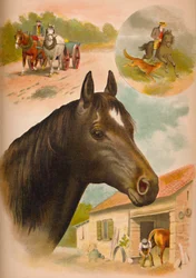 Das Pferd, ca. 1900