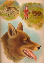 Der Wolf, um 1900