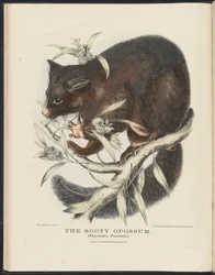Säugetiere Australiens (Krefft) Nla.obj-33627803-10 Der Rußige Opossum
