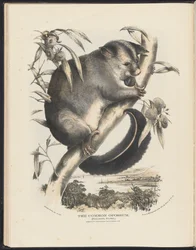Säugetiere Australiens (Krefft) Nla.obj-33627803-9 Das Gemeine Opossum
