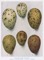 Eier: Schwarzkopfmöwe: Sturmmöwe: usw., Illustration aus 