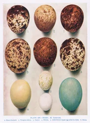 Eier: Sperber, Turmfalke usw., Illustration aus „British Birds“ von Kirkman und Jourdain, 1966