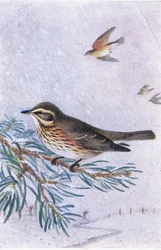 Rotdrossel, Postkarten, 1930er Jahre