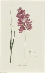 Ixia patens Aiton (Ixia aristata)