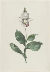 Orchidee Frauenschuh (Cypripedium reginae Walter)