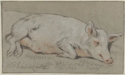 Liegendes Schwein