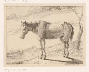 Pferd (Verschiedene Tiere)