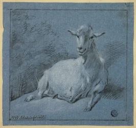 Ziege