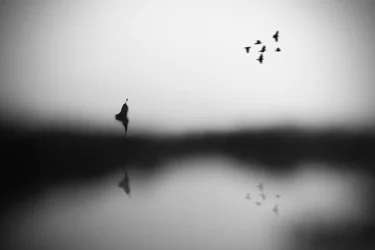 Gelassene Vogelreflexion