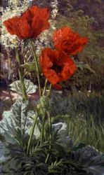 Mohnblumen. Gemälde von Henri Biva (1848-1928) Privatsammlung.