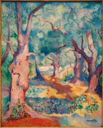 Die Olivenbäume in Cavalière