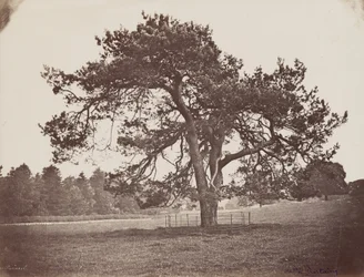 Parc de Hamilton Palace (Schirmkiefer), ca. 1858