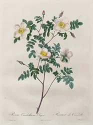 Les Roses: Rosa Candolleana Elegans, 1817-1824