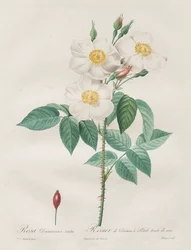 Les Roses: Rosa Damascena, subalba, 1817-1824