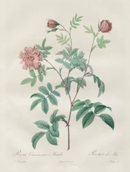 Die Rosen: Rosa cinnamomea, 1817-1824