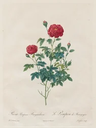 Pompon-Rose, 1817-1824