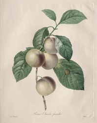 Reine Claude Pflaume
