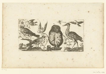 Neun Vögel und ein Insekt