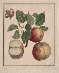 Apfel mit Blatt und Blüten, 1768