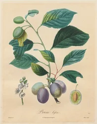 Traité des arbres fruitiers: Prune bifère, 1808-1835