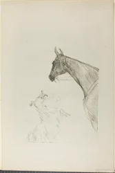 Pferd und Collie