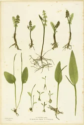 Naturdruck von Mondkraut und Natternzungenfarnen, Tafel 51 aus Die Farne von Großbritannien und Irland