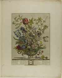 Februar, aus Zwölf Monate der Blumen