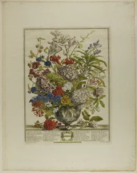 Juli, aus Zwölf Monate Blumen