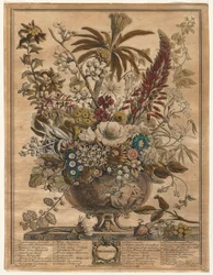 Zwölf Monate Blumen: Dezember, 1730