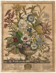 Zwölf Monate der Blumen: September
