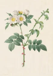 Heckenrose oder Hundsrose (Rosa Leucantha)