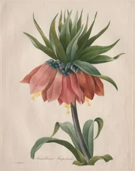 Kaiserkrone