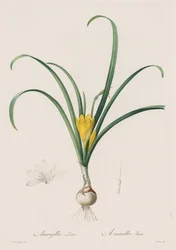 Die Liliengewächse: Amaryllis Lutes
