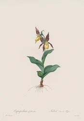 Die Liliengewächse: Cypripedium calceolus
