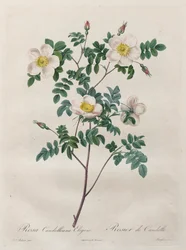 Die Rosen: Rosa Candolleana Elegans