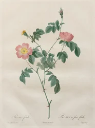 Die Rosen: Rosa indica