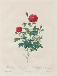 Pompon-Rose