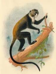 Boutourlinis Gernon, 1897