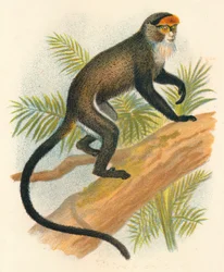 De Brazzas Meerkatze, 1897