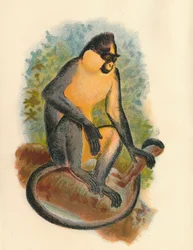 Everetts Langur, 1897