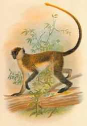 Grüne Meerkatze, 1897