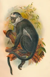 Hoses Langur, 1897