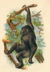 Der Gorilla, 1897