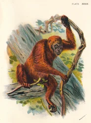 Der Orang-Utan, 1897