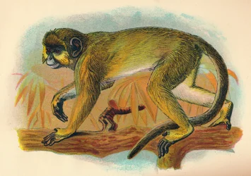 Der Talapoin, 1897