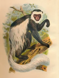 Der Weißschwanz-Guereza, 1897