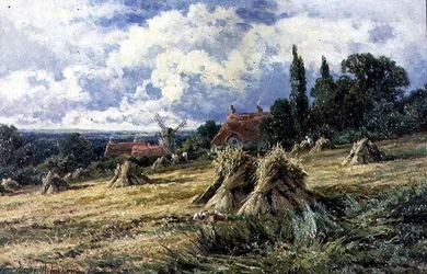 Ein Kornfeld in Surrey