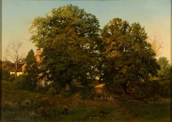 Alte Eichen bei Sonnenuntergang