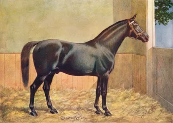 Yorkshire Coach Horse Hengst Crown Prince, 1902 um 1910